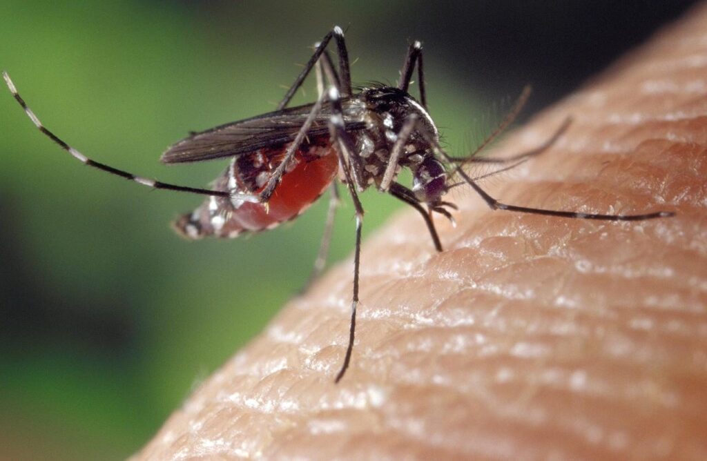 Malaria mosquitoes sit on human skin