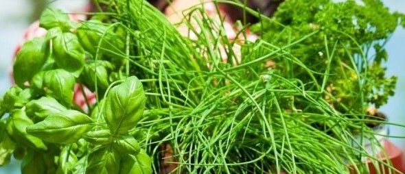 Adaptogens 2026: A Scientific Look at Herbs That May Support Stress Relief