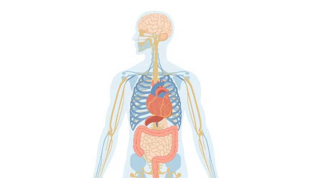 medical illustration of vagus nerve pathway from brain through the heart, lungs, and digestive system, representing the body's stress recovery superhighway