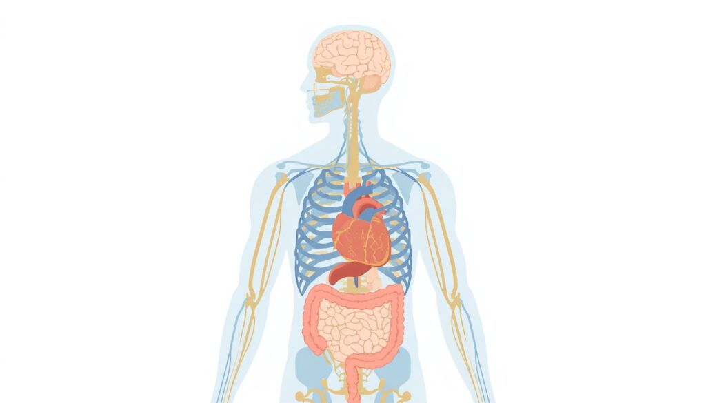 medical illustration of vagus nerve pathway from brain through the heart, lungs, and digestive system, representing the body's stress recovery superhighway