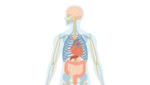 medical illustration of vagus nerve pathway from brain through the heart, lungs, and digestive system, representing the body's stress recovery superhighway